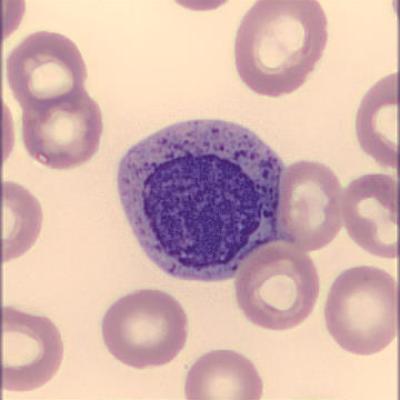 Myelozyt Haema Riegler6